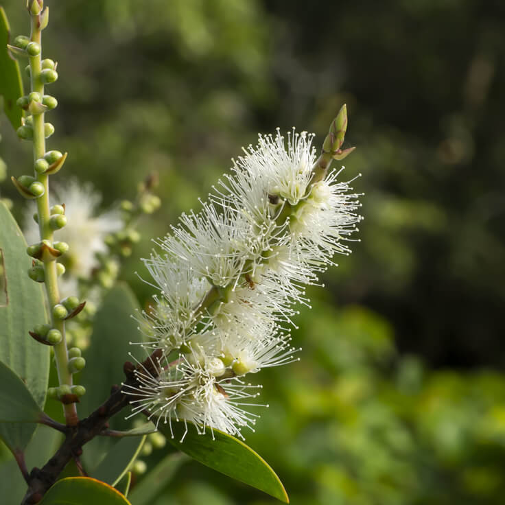 Cajeput