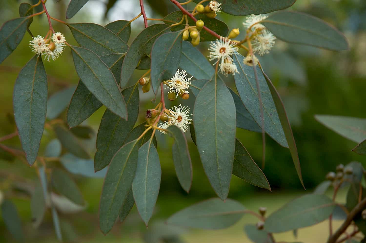 EUCALYPTUS RADIÉ