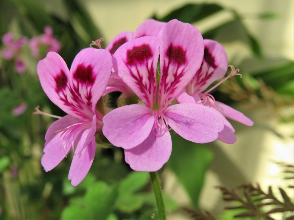 GÉRANIUM ROSAT