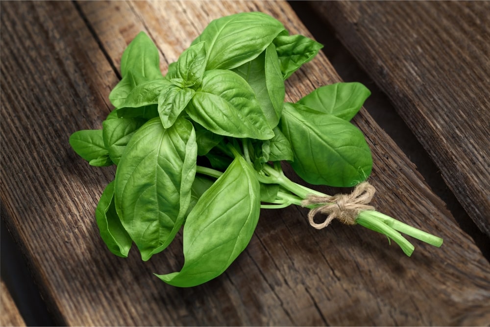 basilic