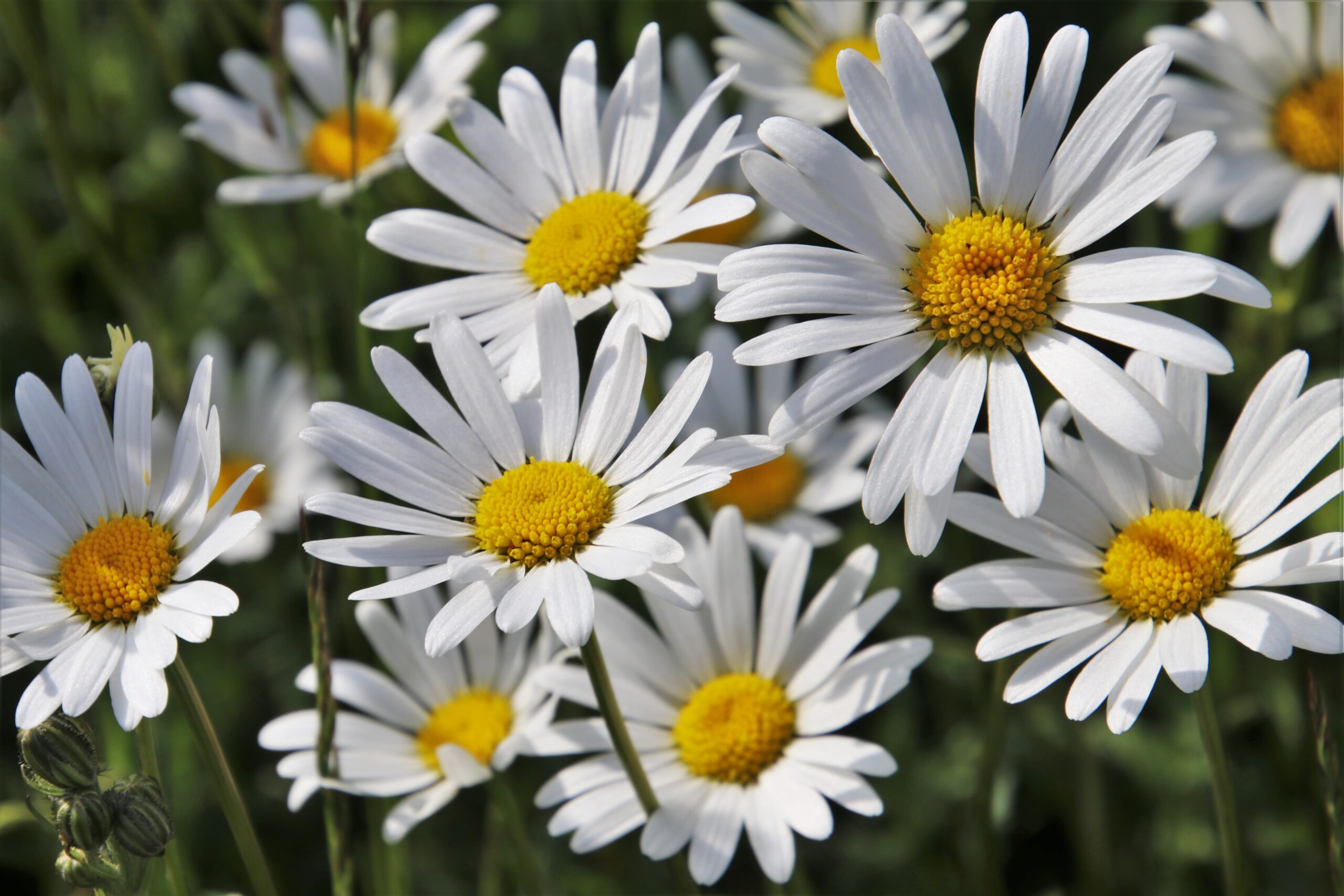 camomille