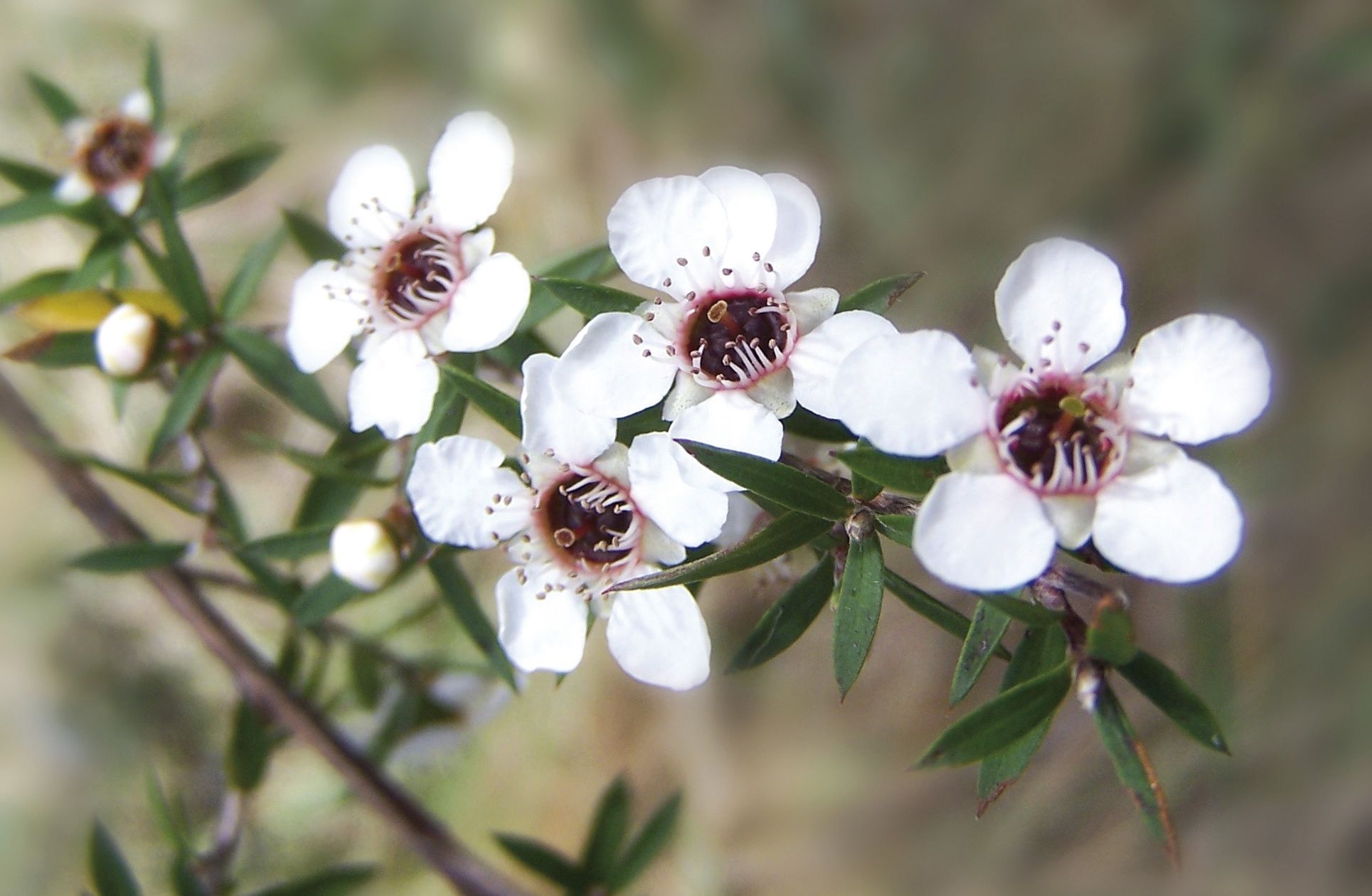 manuka