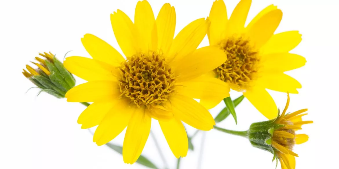ARNICA