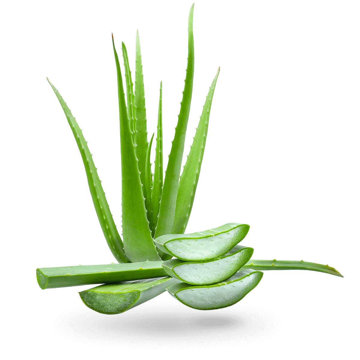 Aloe-Vera