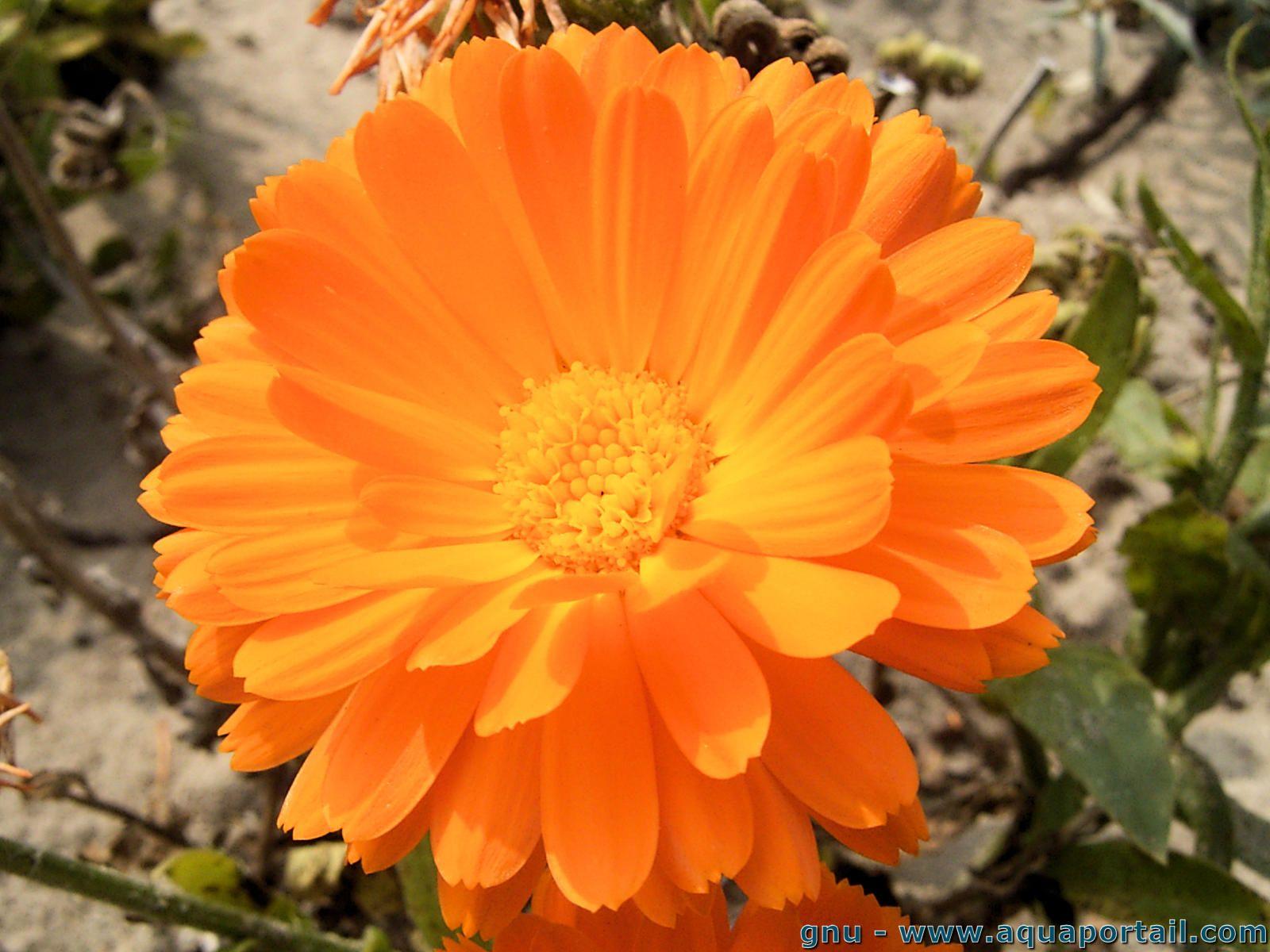 CALENDULA