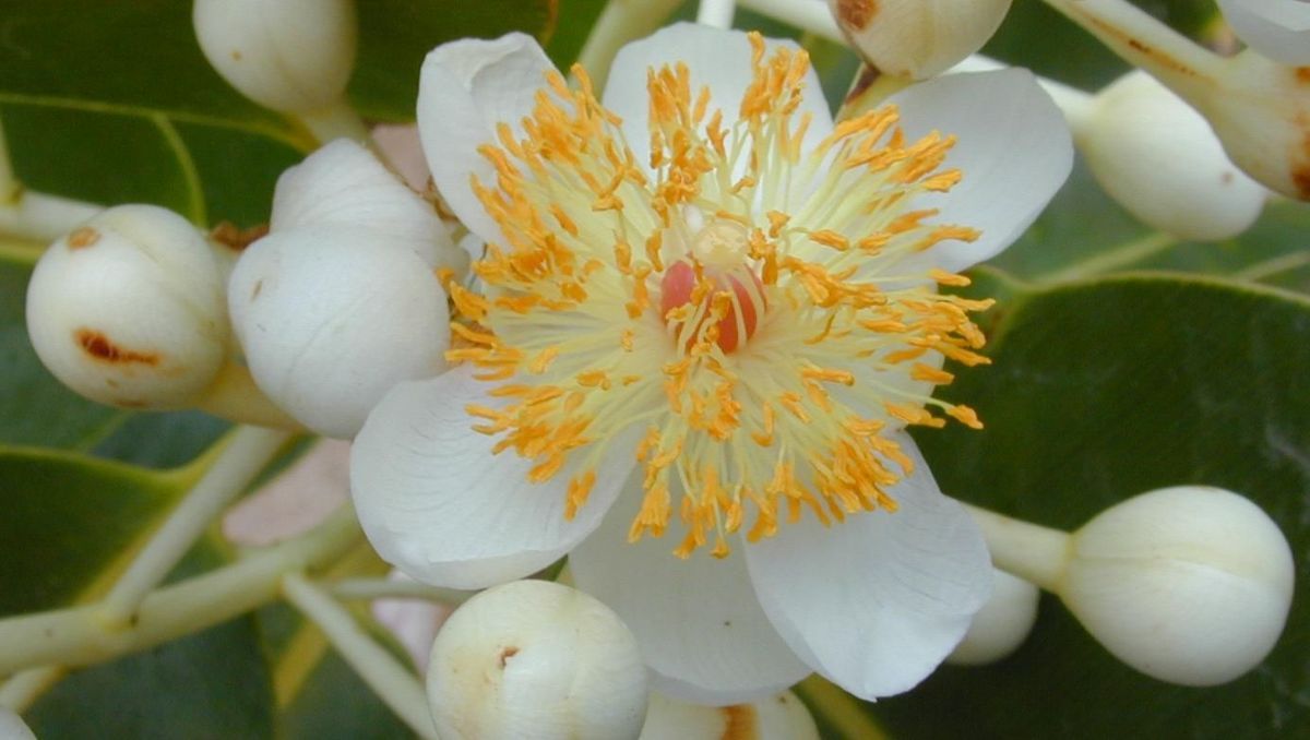 CALOPHYLLE