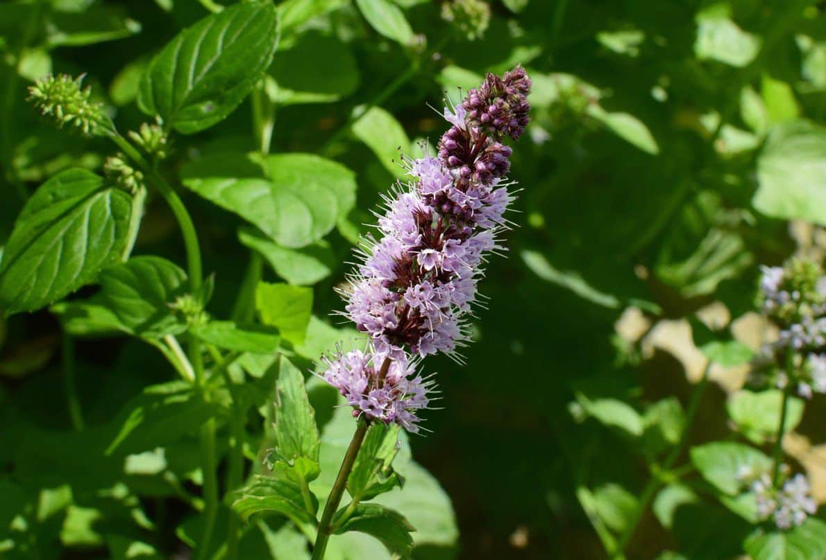 HUILE ESSENTIELLE DE PATCHOULI