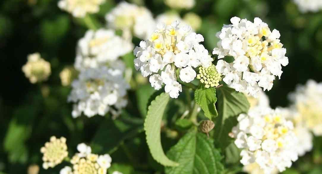 VERVEINE EXOTIQUE