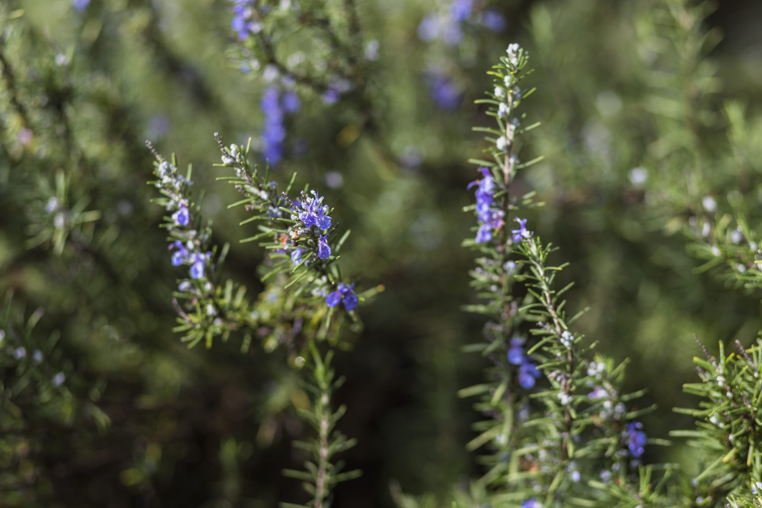 blue-blooms-coniferous-twigs