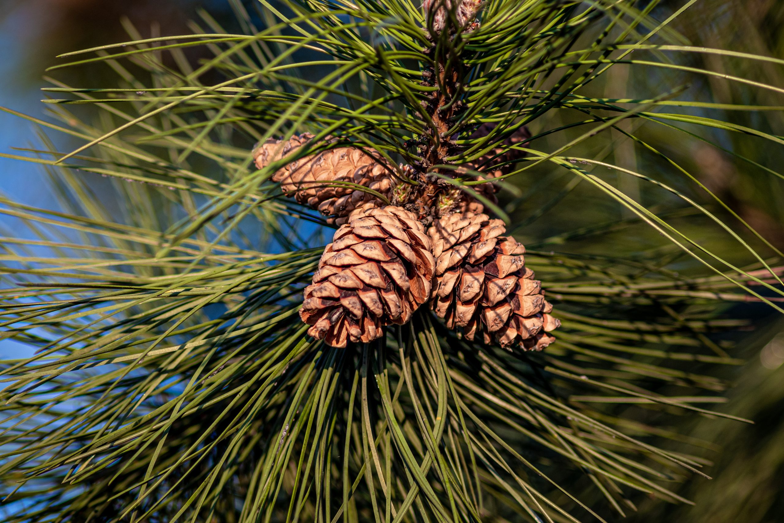 A closeup shot of pine cones hanging on the tree