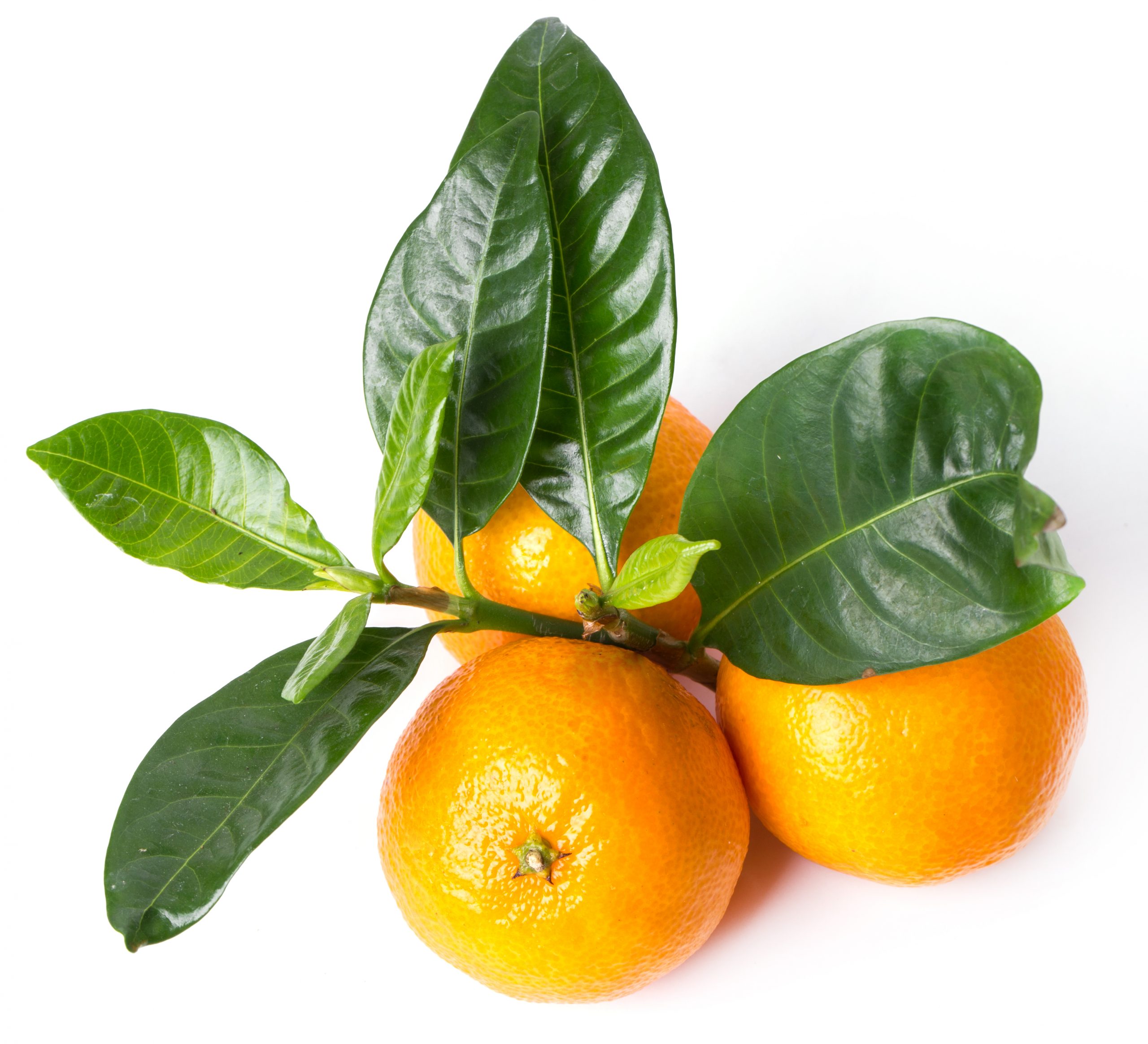 Delicious mandarin on a white background