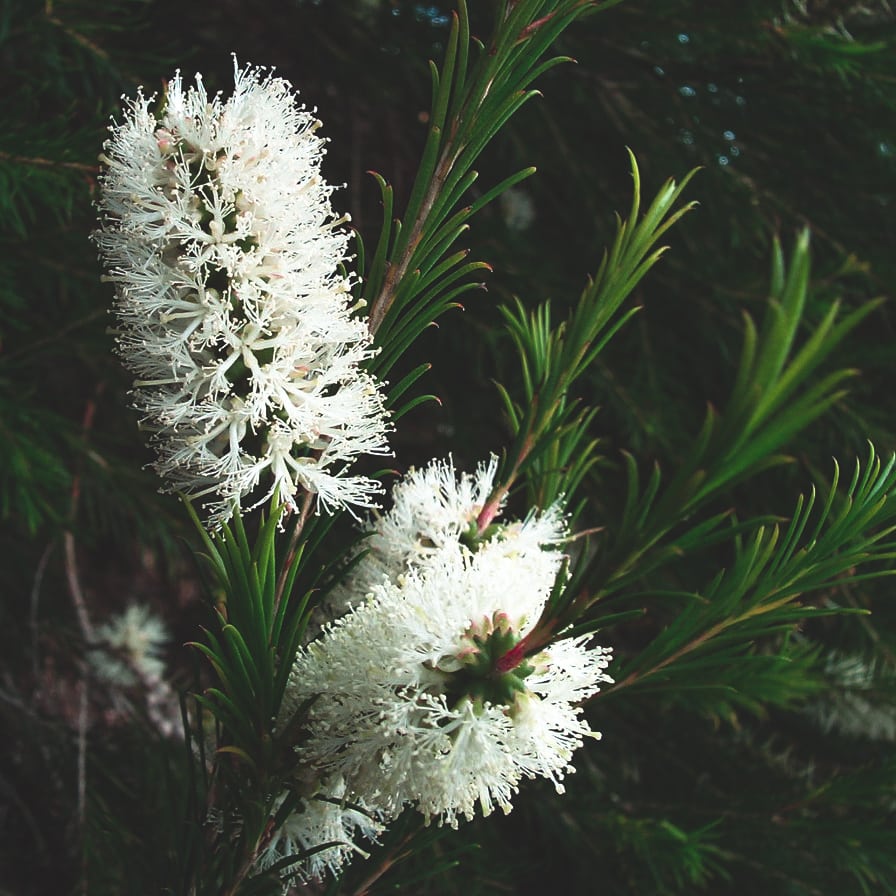 teatree-