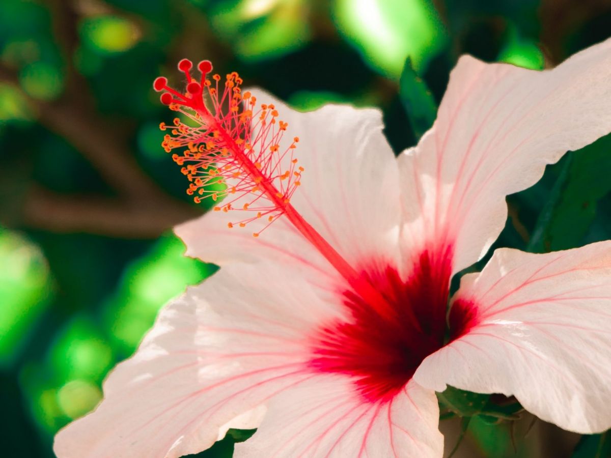 HIBISCUS